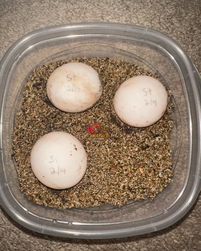 Photo post from carapacecritters.