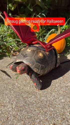 Video post from carapacecritters.