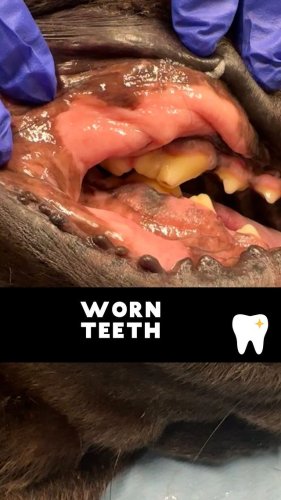 Video post from toothy.thomson.