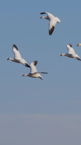 Video post from northernskiesoutfitters.