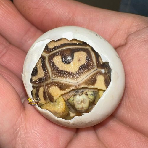 Photo post from carapacecritters.