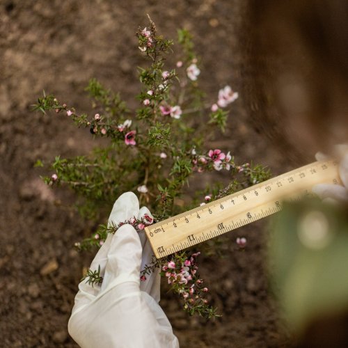 Photo post from comvita_au.