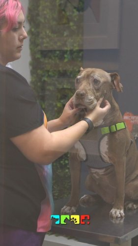 Video post from medicalpettj.