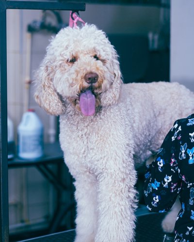 Photo post from medicalpettj.