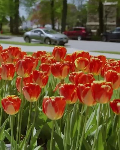 Video post from bostoncollege.