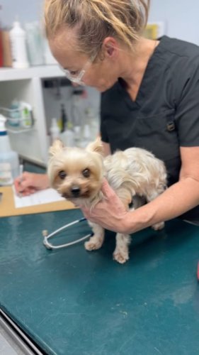 Video post from familyanimalhospitalcm.