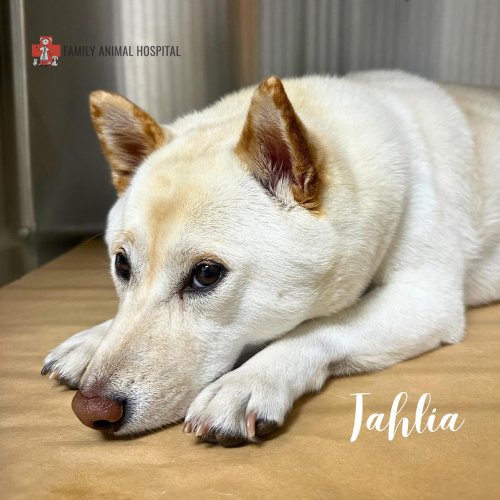 Carousel post from familyanimalhospitalcm.