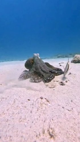 Video post from beautiful_octopus_1.