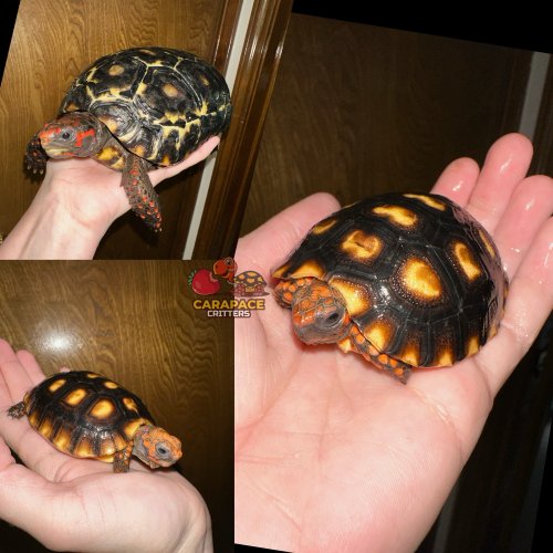 Photo post from carapacecritters.