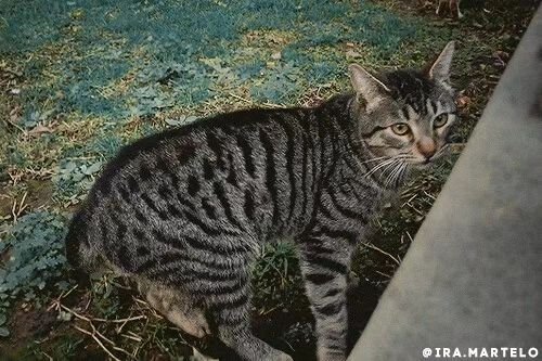 Carousel post from ira.martelo.