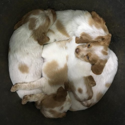 Photo post from clinica_veterinaria_dourosul.
