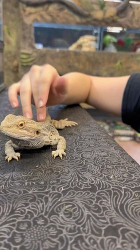 Video post from njexoticpets.