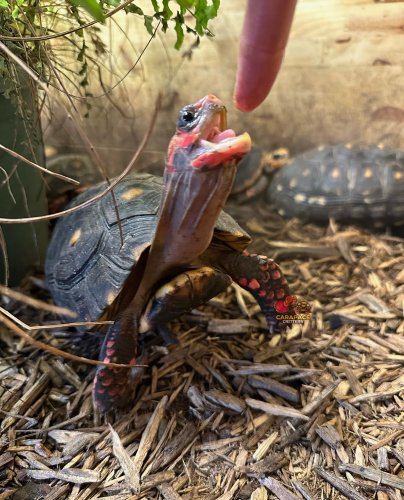 Photo post from carapacecritters.