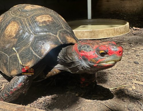 Photo post from carapacecritters.