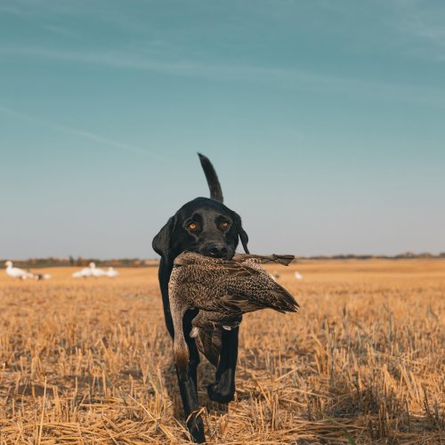 Photo post from northernskiesoutfitters.