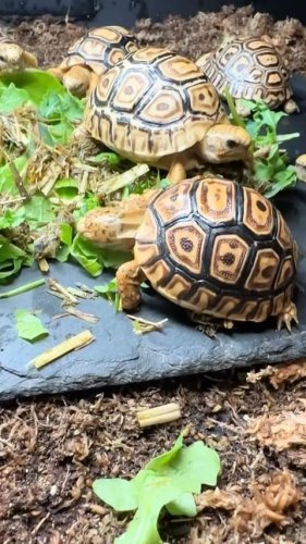 Video post from carapacecritters.