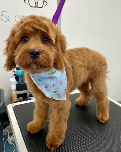 Carousel post from k9playtimedoggydaycare.