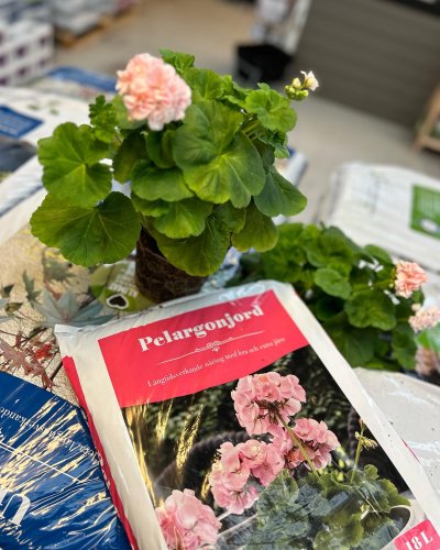 Photo post from blomsterborsen.