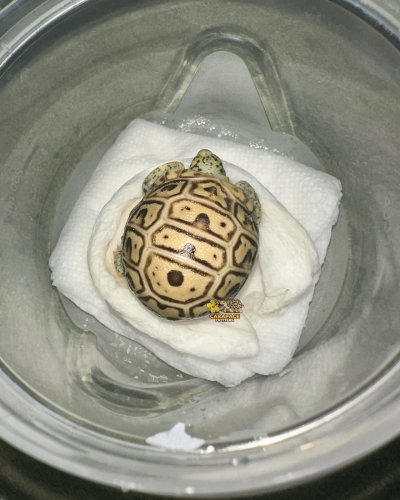 Photo post from carapacecritters.