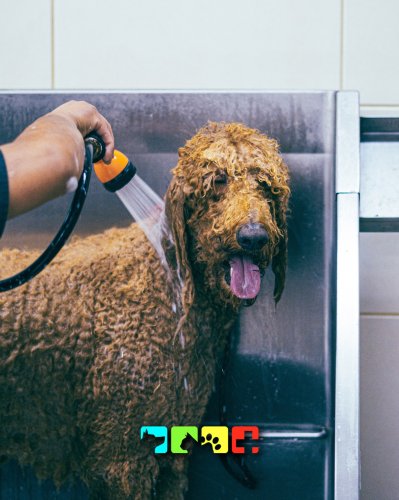 Photo post from medicalpettj.