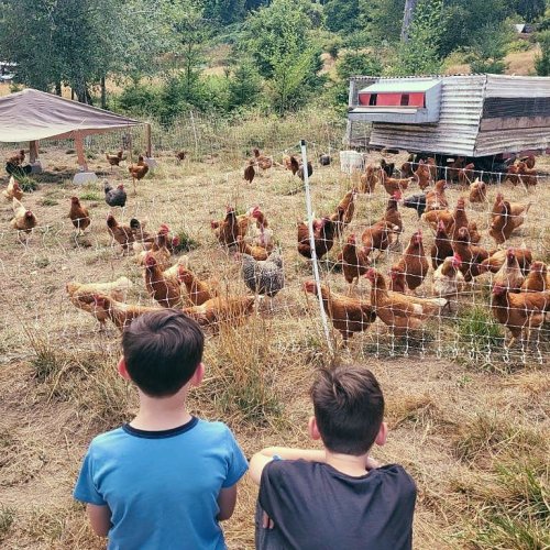 Photo post from hungryhollowfarm.