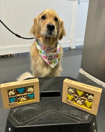 Carousel post from k9playtimedoggydaycare.