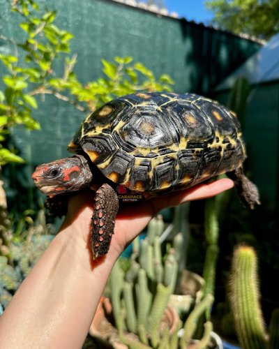 Photo post from carapacecritters.