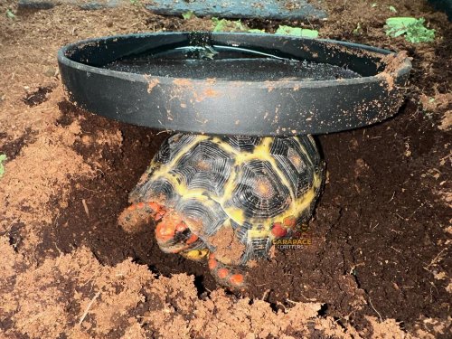 Photo post from carapacecritters.