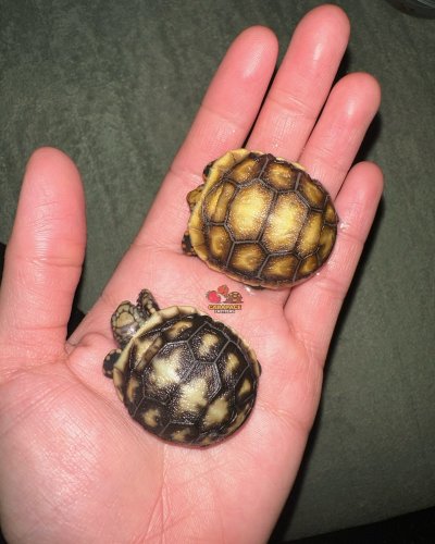 Photo post from carapacecritters.