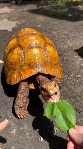 Video post from carapacecritters.