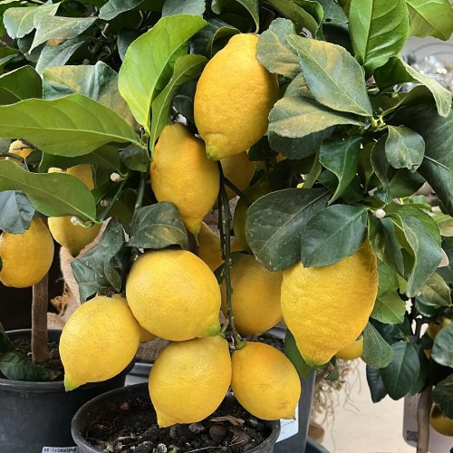 Photo post from blomsterborsen.