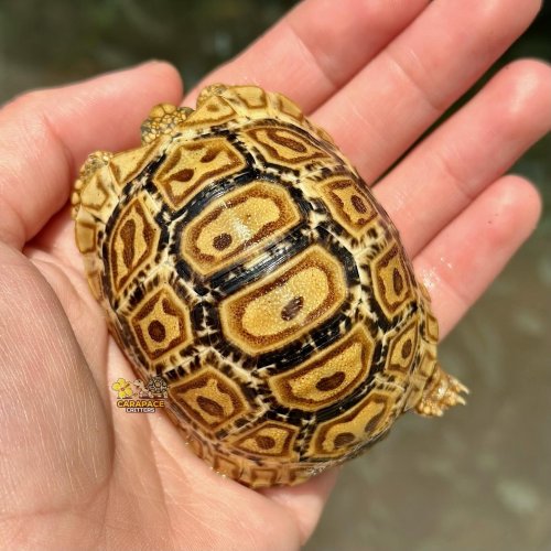 Carousel post from carapacecritters.