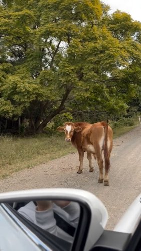 Video post from in2thewild.aus.