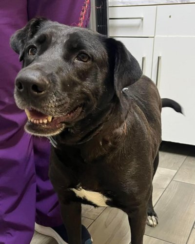 Photo post from medicalpettj.