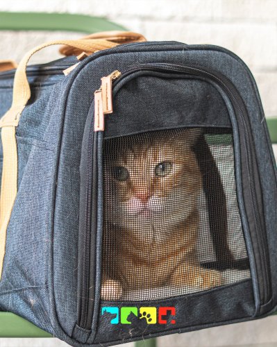 Photo post from medicalpettj.