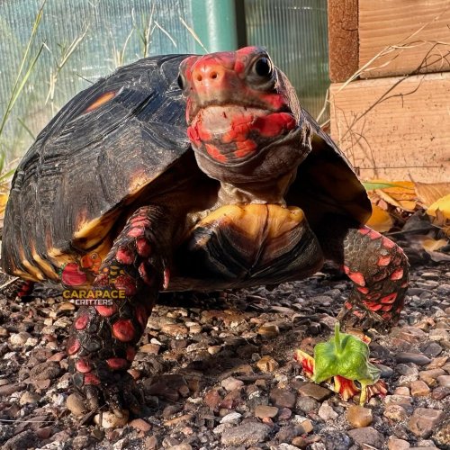 Photo post from carapacecritters.