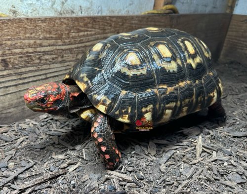 Photo post from carapacecritters.