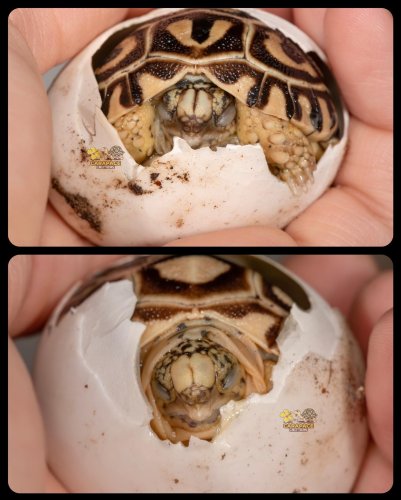 Photo post from carapacecritters.