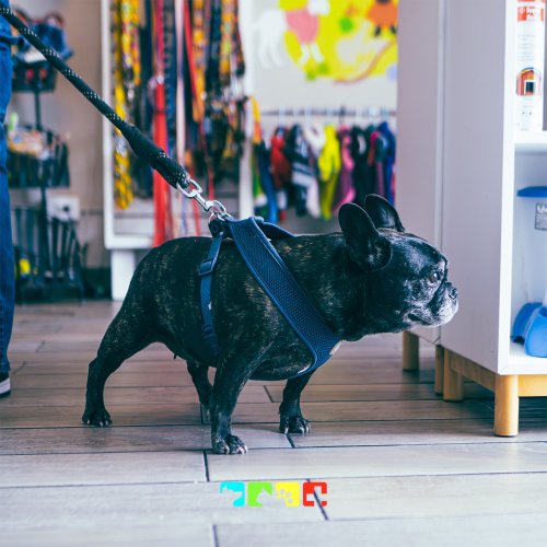 Photo post from medicalpettj.