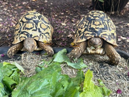 Photo post from carapacecritters.