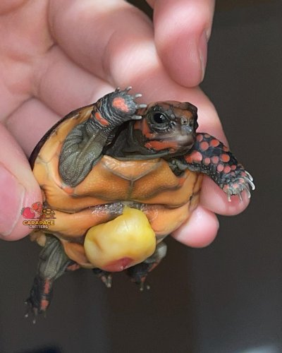 Photo post from carapacecritters.