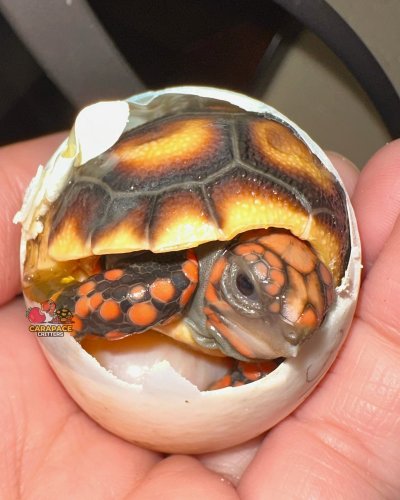 Photo post from carapacecritters.