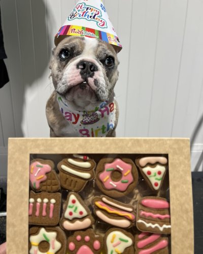 Carousel post from k9playtimedoggydaycare.