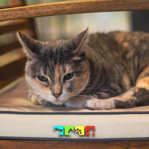 Photo post from medicalpettj.