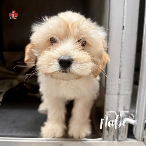 Carousel post from familyanimalhospitalcm.