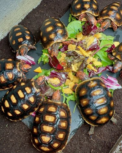 Photo post from carapacecritters.