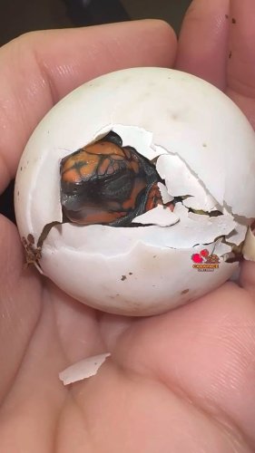 Video post from carapacecritters.