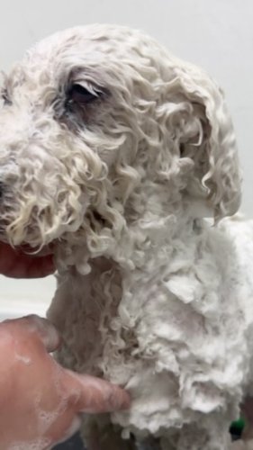 Video post from familyanimalhospitalcm.