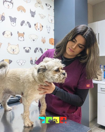 Carousel post from medicalpettj.