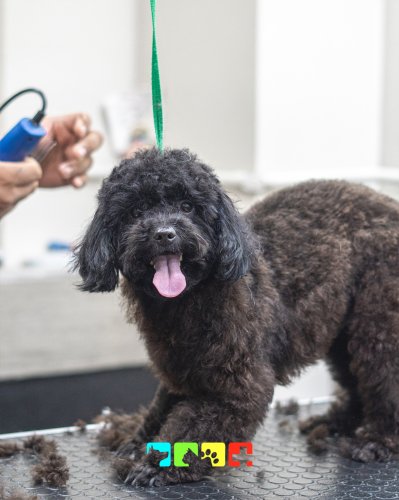 Carousel post from medicalpettj.